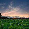 朝陽と共に～蓮