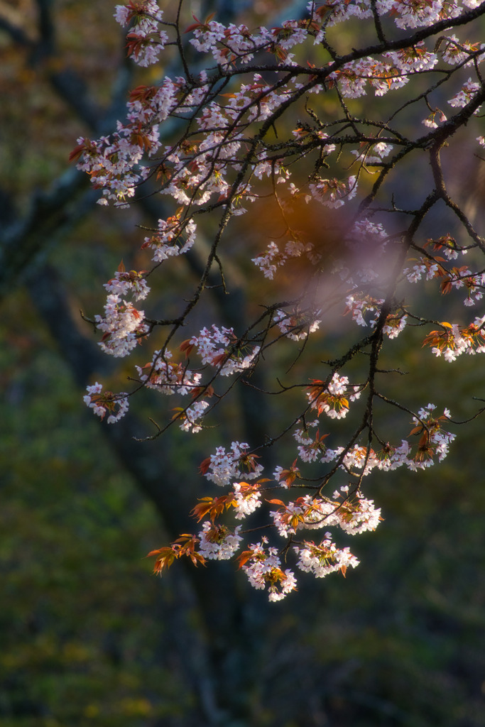 朝陽の中で。。。