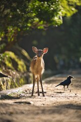 朝の散歩♪