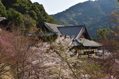 春の花の御寺Ⅳ