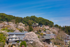 満開の大和國　長谷寺