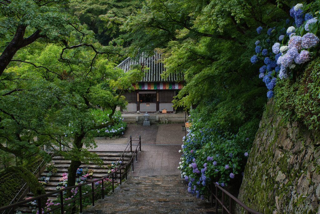 雨の中で・・・紫陽花