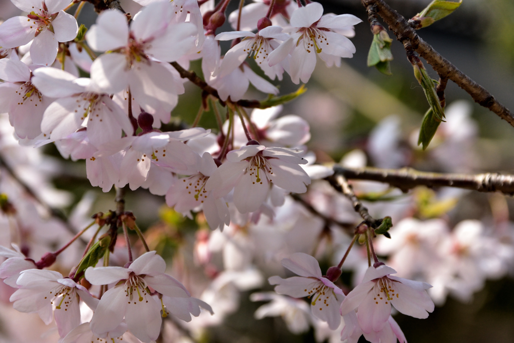 東大寺　桜咲く②