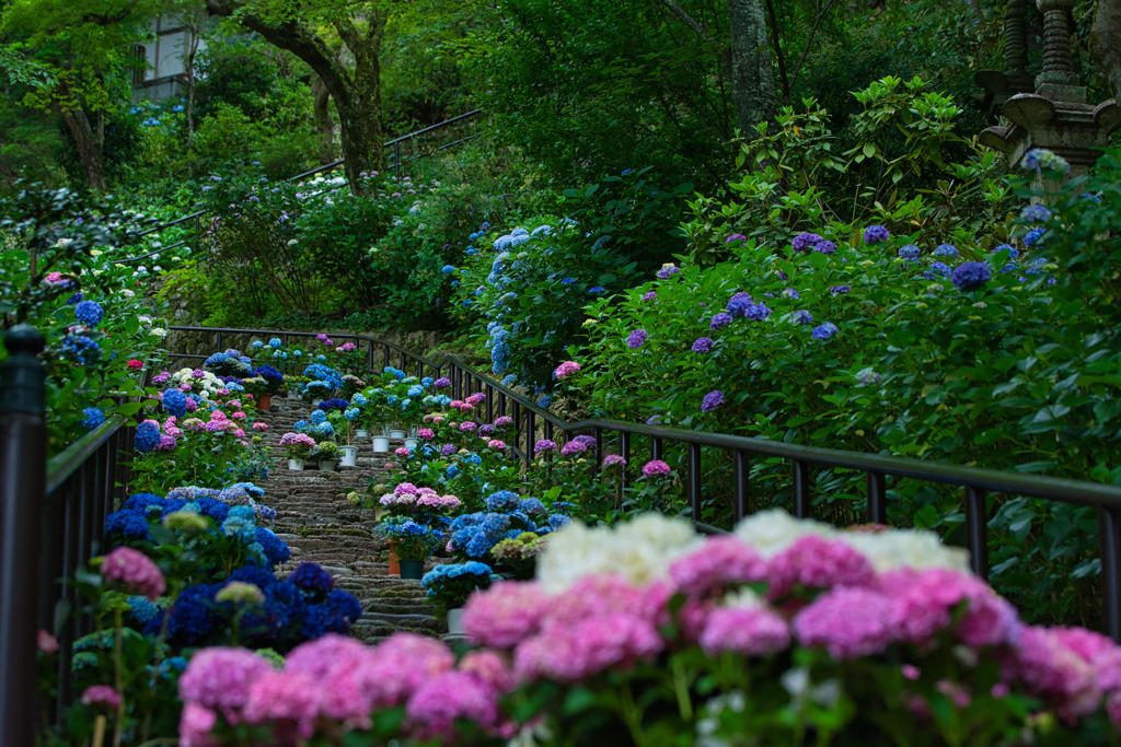 紫陽花回廊♪