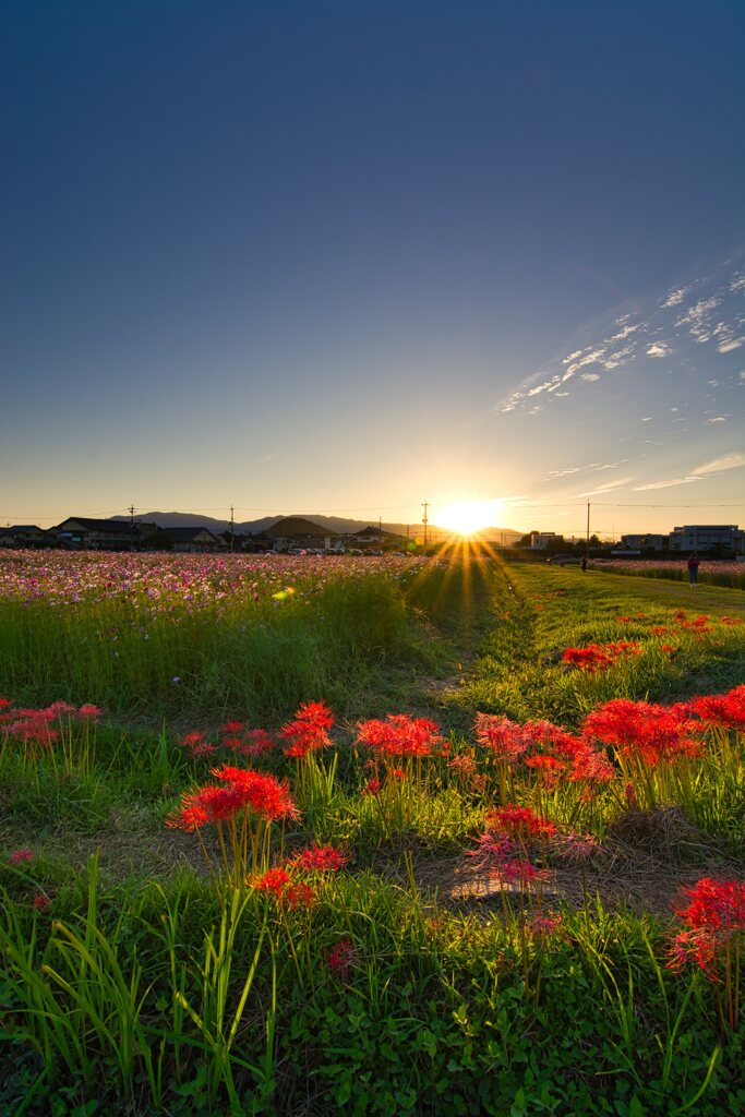 秋桜と曼殊沙華　弐