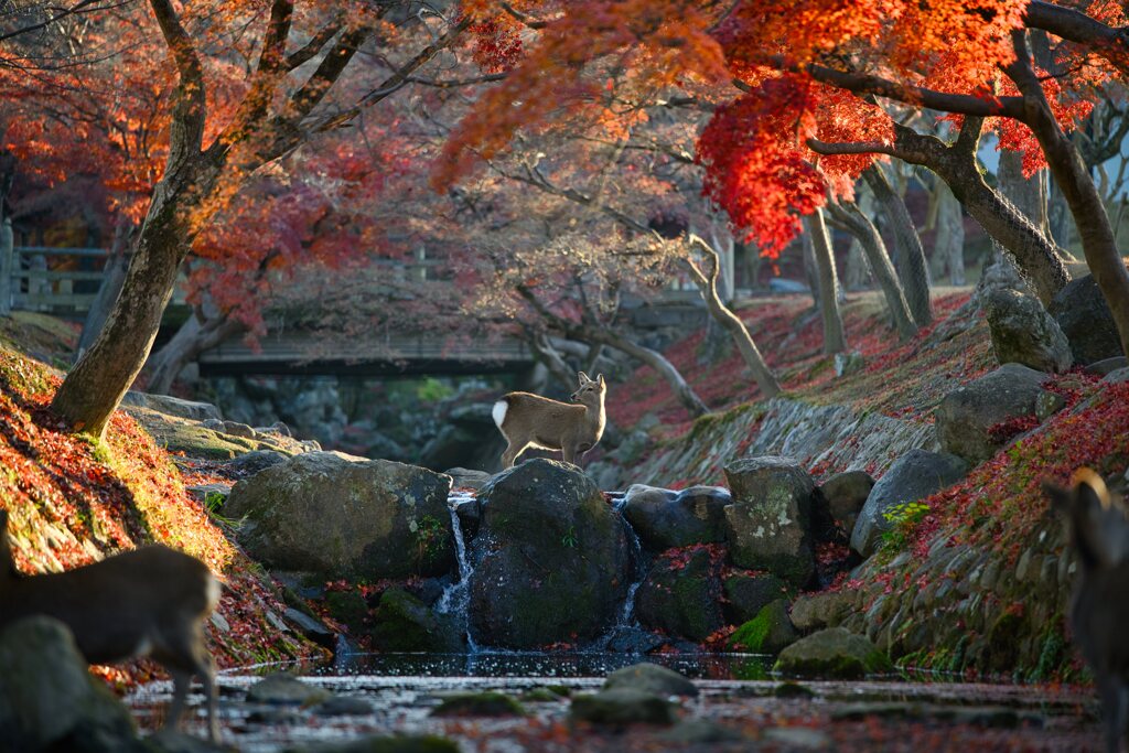 紅葉の名残～吉城川　其の壱
