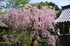 総門横の枝垂桜