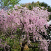 総門横の枝垂桜