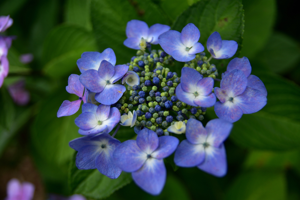 額紫陽花♯001