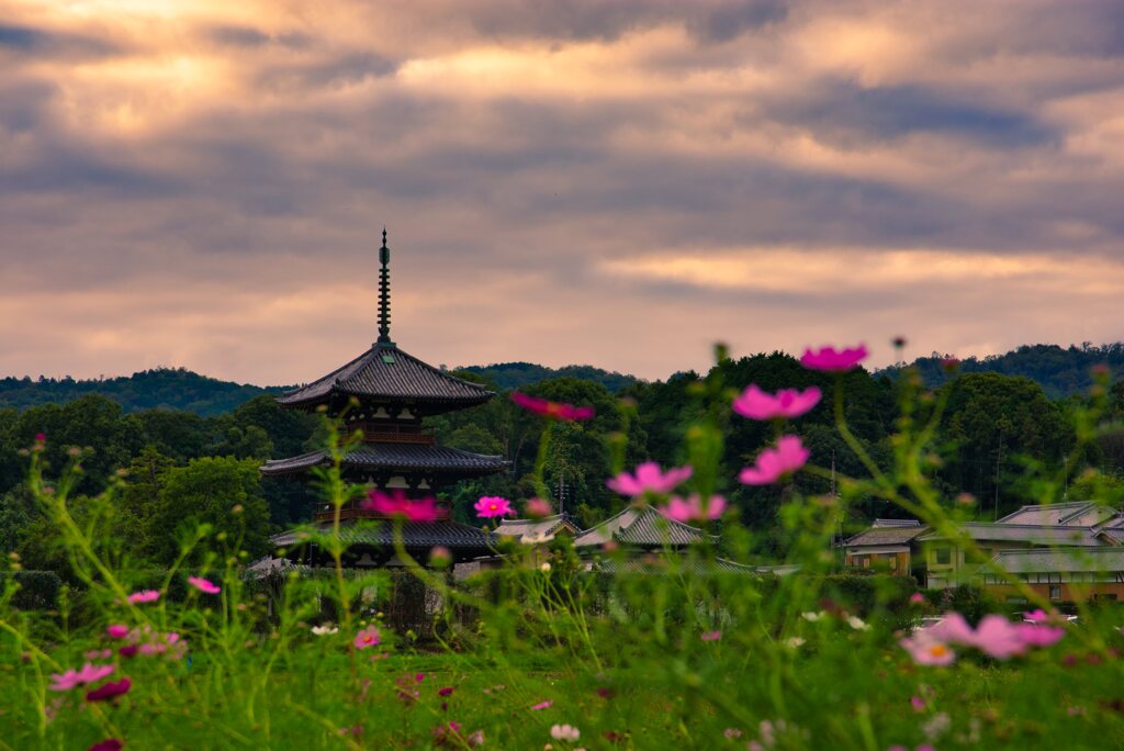 咲き始めた秋桜～法起寺