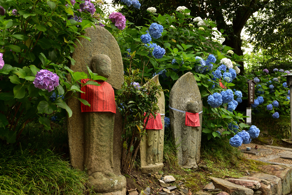 紫陽花と共に②