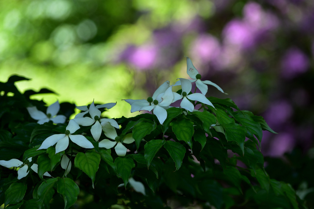 花開くヤマボウシ