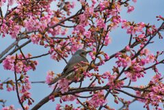 河津桜とヒヨさん