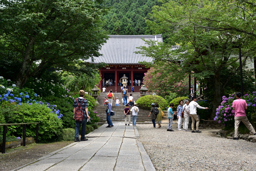 矢田寺　紫陽花と本堂