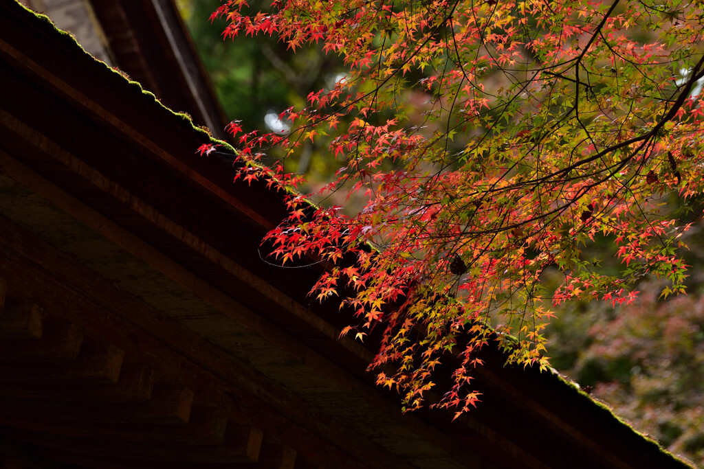 陰陽