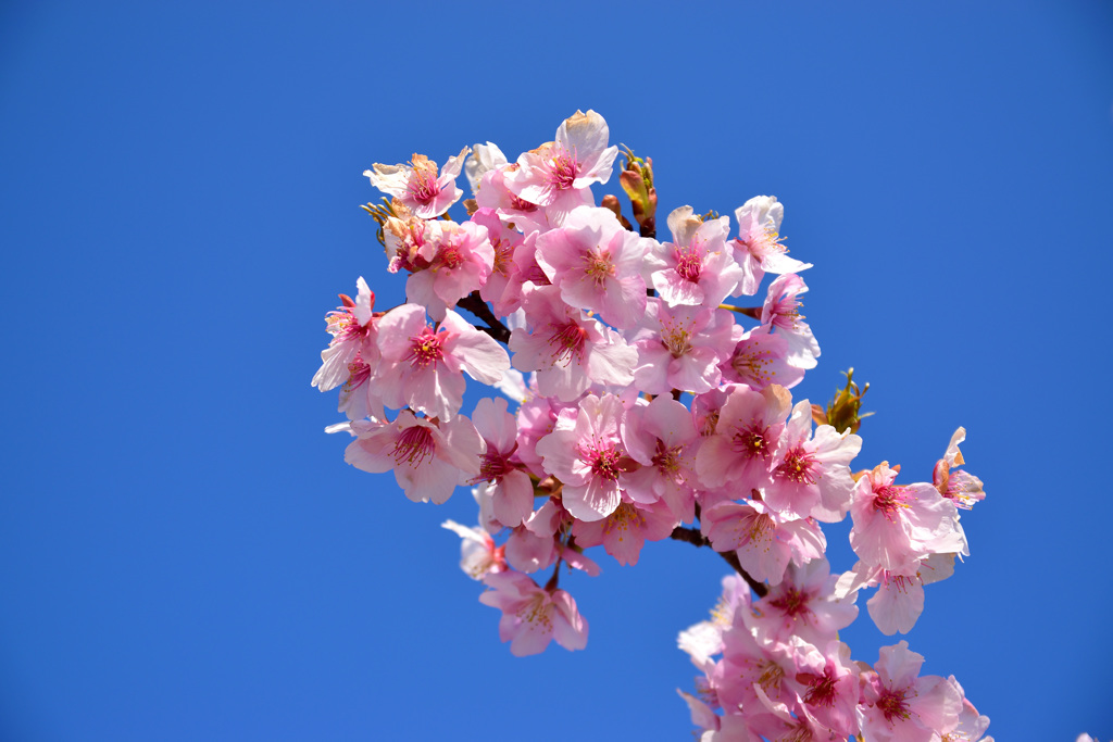 河津桜①