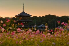 秋桜の中で・・・