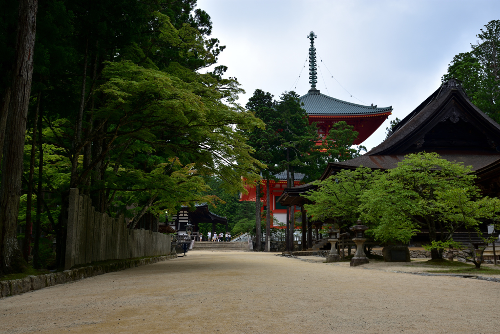 新緑の壇上伽藍②