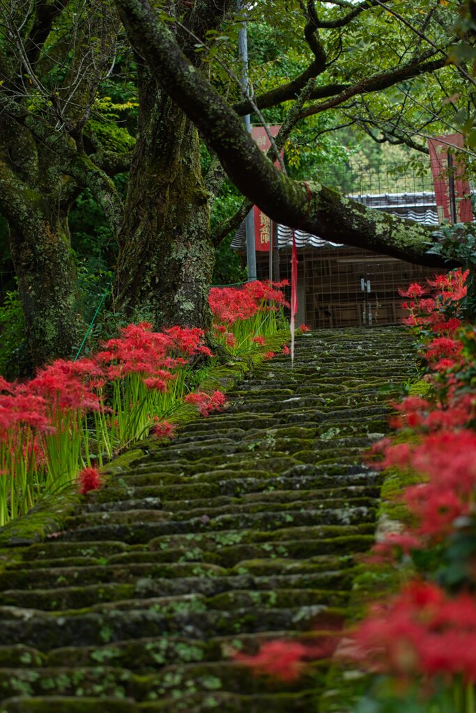 古寺に咲く・・彼岸花