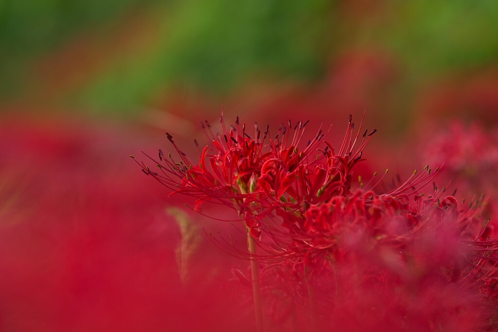 深紅