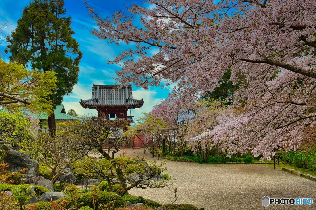 楼門と桜～當麻寺奥院