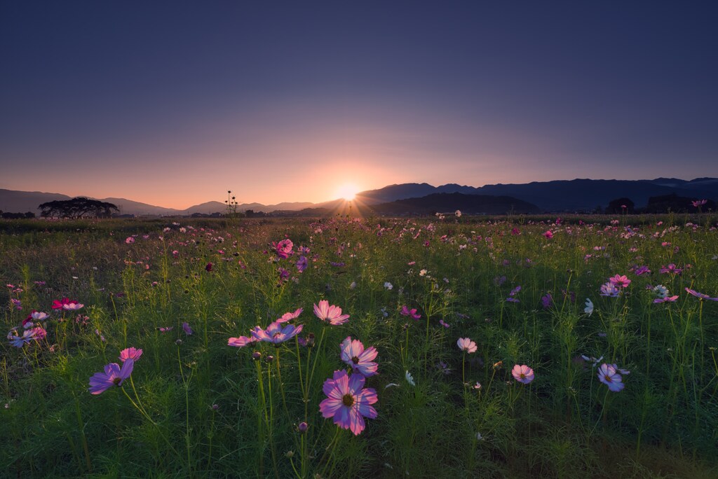 咲き始めた秋桜～弐