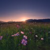 咲き始めた秋桜～弐