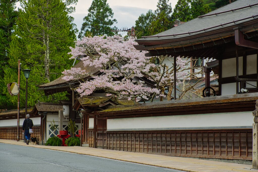 高野山の春