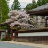 高野山の春