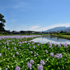 本薬師寺跡とホテイアオイ③