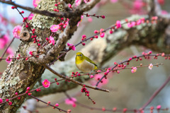 片岡梅林のウメジロー♪