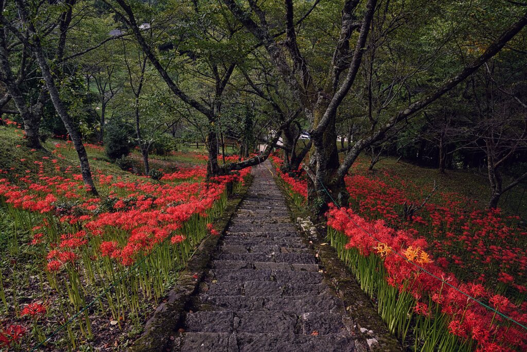 花道