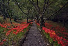 花道