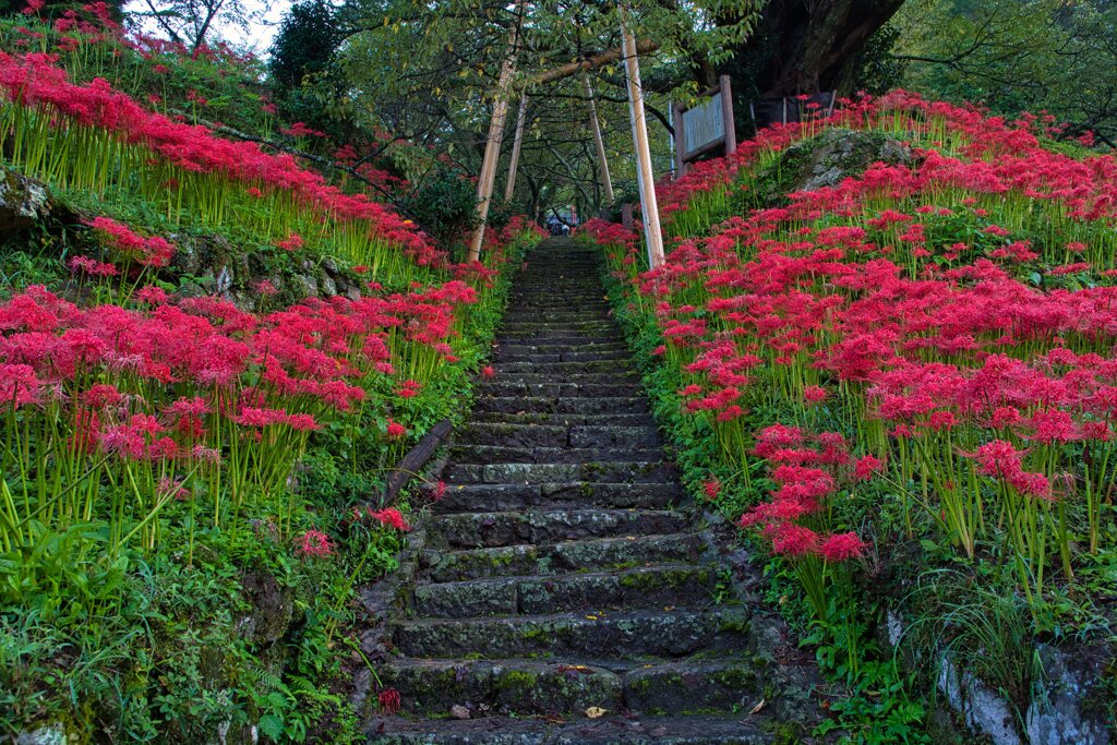 両脇を飾る曼殊沙華