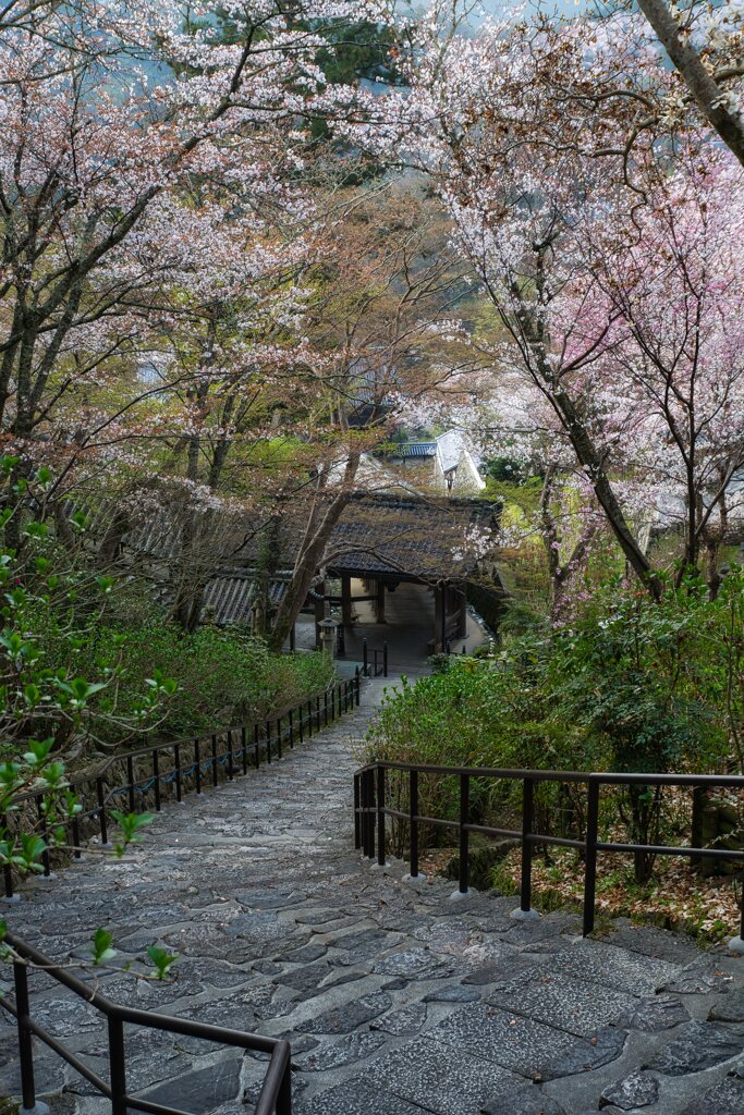 春の花の御寺～長谷寺　其の陸