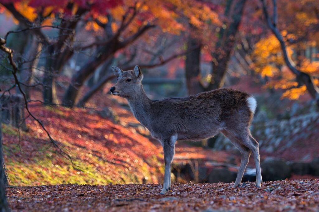 静かに・・・　佇む