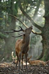 クロノス　其の参