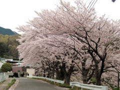 雲天のソメイヨシノ