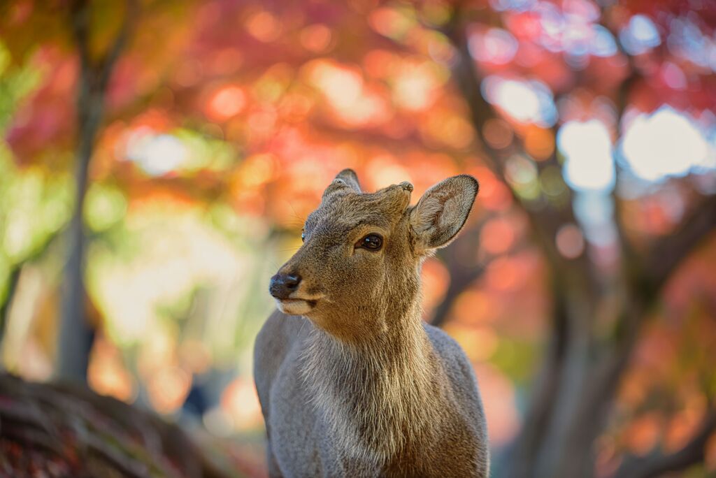紅葉の中で・・・