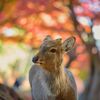 紅葉の中で・・・