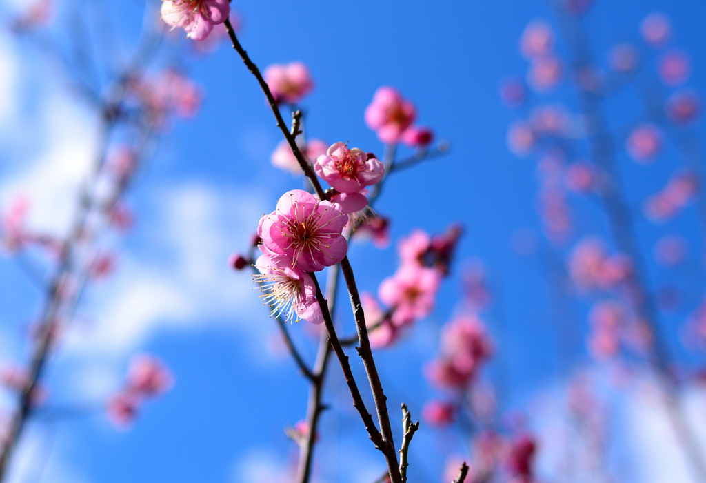 春は近し①