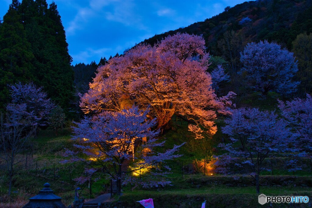 夜の千年桜～佛隆寺　④