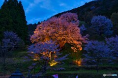 夜の千年桜～佛隆寺　④