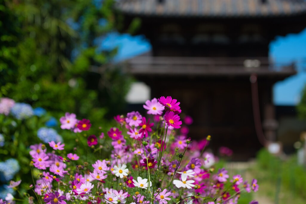 初夏の般若寺　③