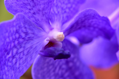 Vanda Sansai Blue