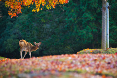 秋　紅葉の始まった奈良公園