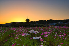 夕～咲き始めた秋桜と三重塔