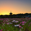夕～咲き始めた秋桜と三重塔