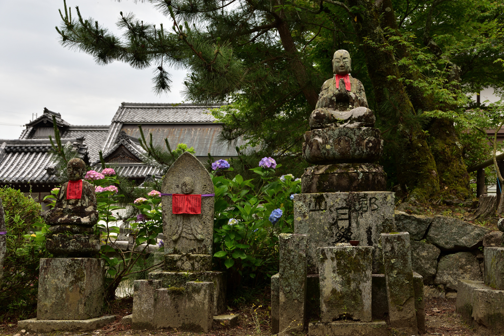 紫陽花と共に　①