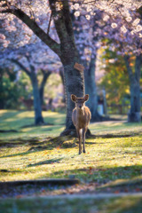 春～鹿と満開の桜　弐